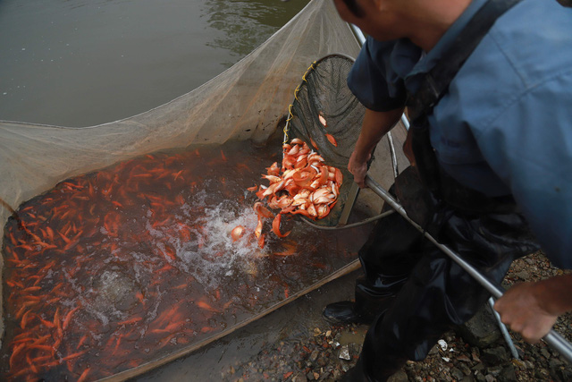 Làng cá chép đỏ Thủy Trầm trước ngày 23 tháng Chạp - Ảnh 11.