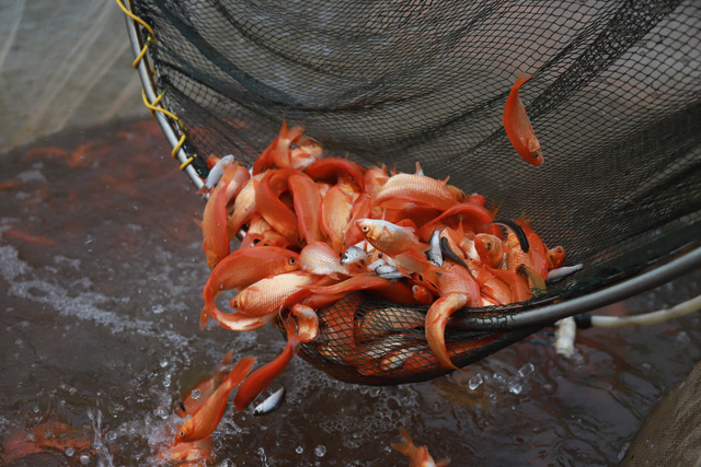 Làng cá chép đỏ Thủy Trầm trước ngày 23 tháng Chạp - Ảnh 12.