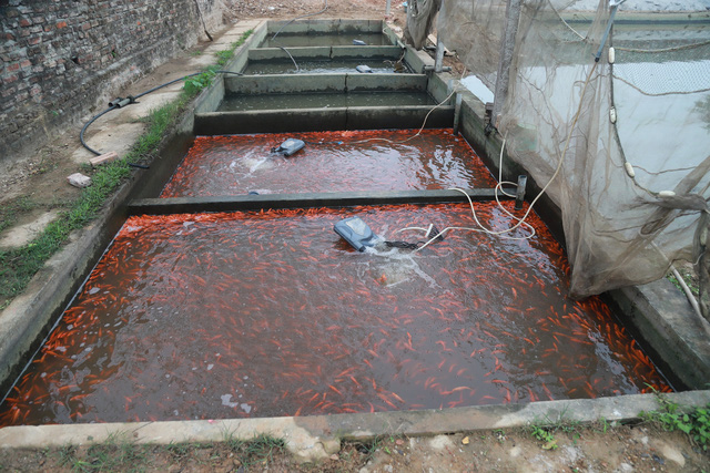 Làng cá chép đỏ Thủy Trầm trước ngày 23 tháng Chạp - Ảnh 13.