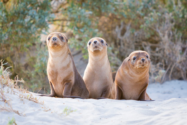 Kangaroo Island: đến thật gần thiên nhiên hoang dã - Ảnh 9.