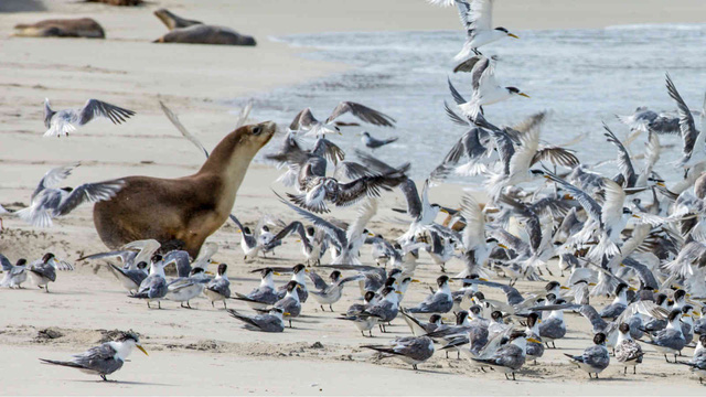 Kangaroo Island: đến thật gần thiên nhiên hoang dã - Ảnh 10.