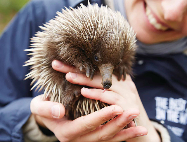 Kangaroo Island: đến thật gần thiên nhiên hoang dã - Ảnh 12.