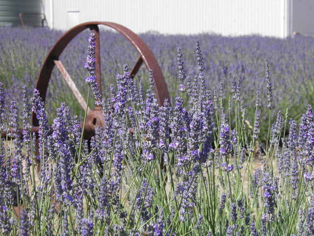 Kangaroo Island: đến thật gần thiên nhiên hoang dã - Ảnh 19.