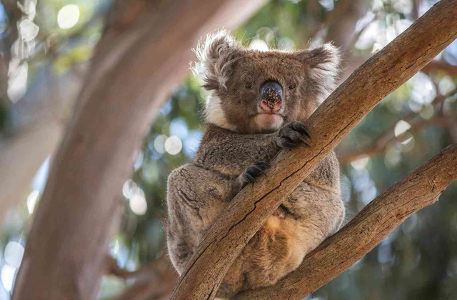 Kangaroo Island: đến thật gần thiên nhiên hoang dã - Ảnh 14.