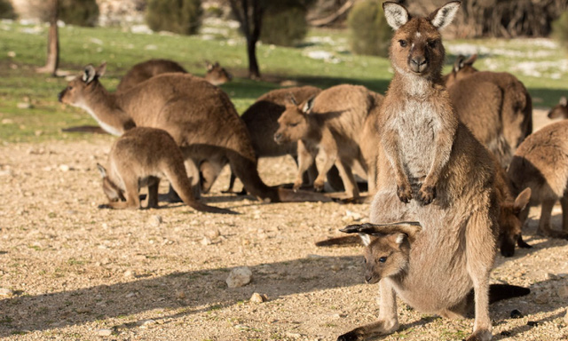 Kangaroo Island: đến thật gần thiên nhiên hoang dã - Ảnh 15.