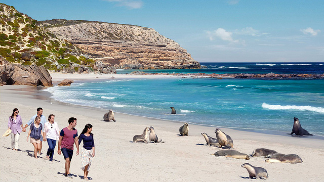 Kangaroo Island: đến thật gần thiên nhiên hoang dã - Ảnh 5.