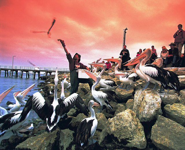 Kangaroo Island: đến thật gần thiên nhiên hoang dã - Ảnh 20.