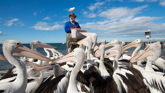 Kangaroo Island: đến thật gần thiên nhiên hoang dã - Ảnh 8.