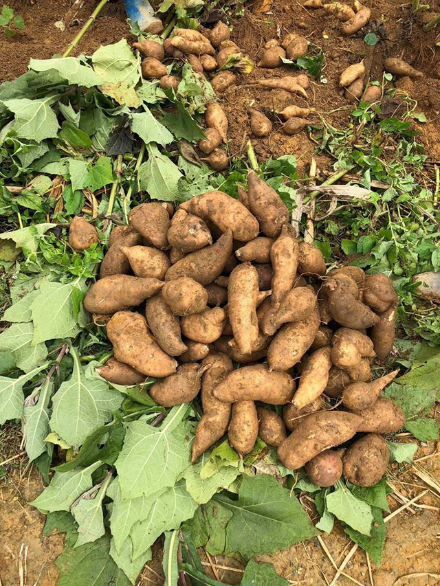 Khoai sâm: đặc sản vùng cao xuống phố - Ảnh 1.