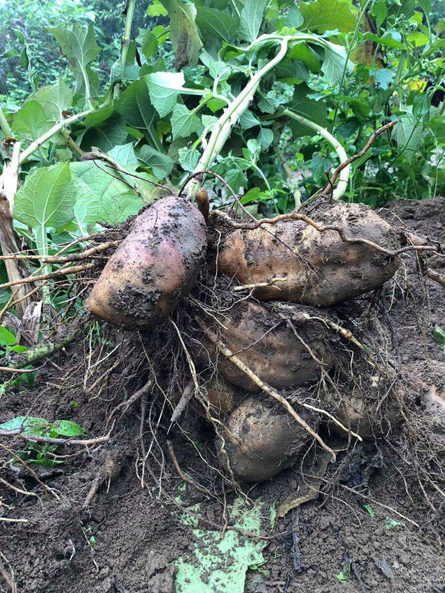 Khoai sâm: đặc sản vùng cao xuống phố - Ảnh 2.