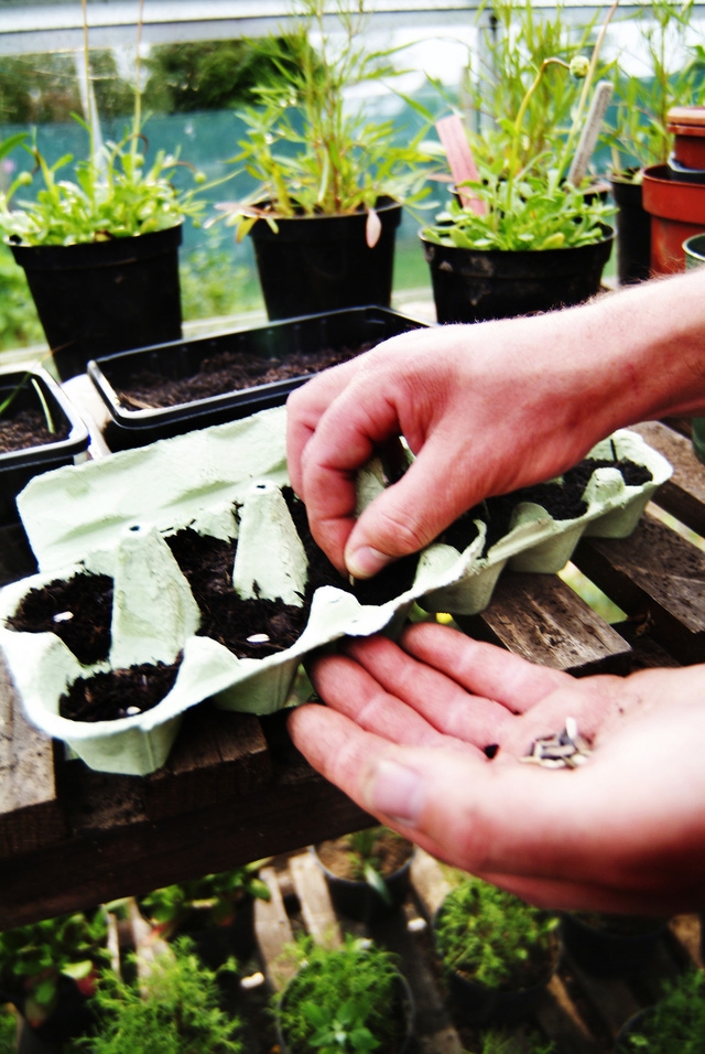 Những khu vườn tái chế rất xinh để đón Tết - Ảnh 6.