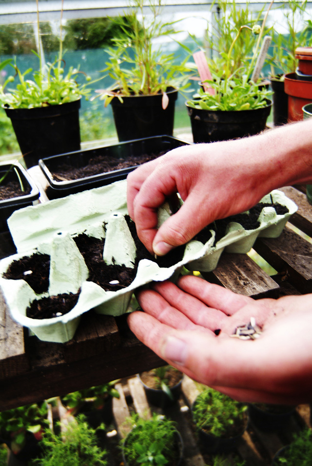 Những khu vườn tái chế rất xinh để đón Tết - Ảnh 6.