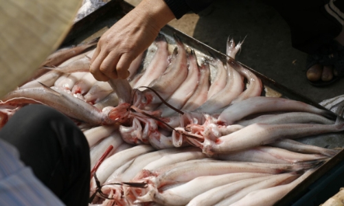 Mùa cá khoai đắt khách, học cách chọn đúng cá tươi