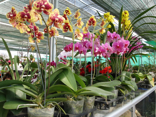 Thị trường cây cảnh đón Tết: hoa nội lên ngôi - Ảnh 1.