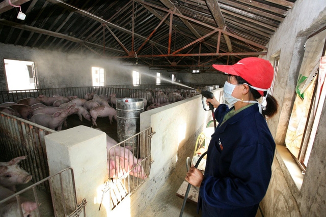 Dịch tả lợn châu Phi là gì mà đáng sợ như vậy? - Ảnh 1.