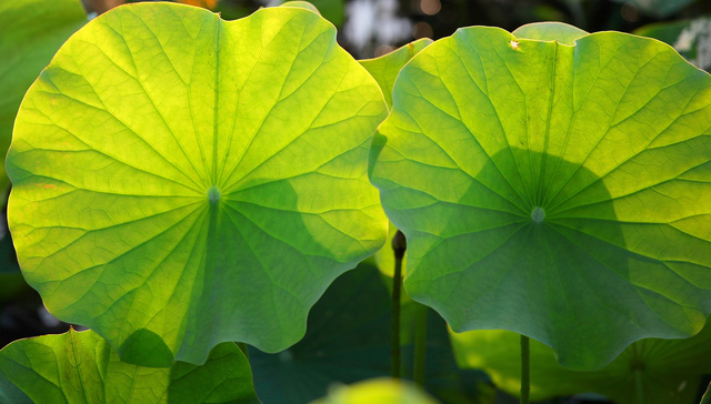 Thực hư việc uống nước lá sen giúp tiêu mỡ - Ảnh 2.