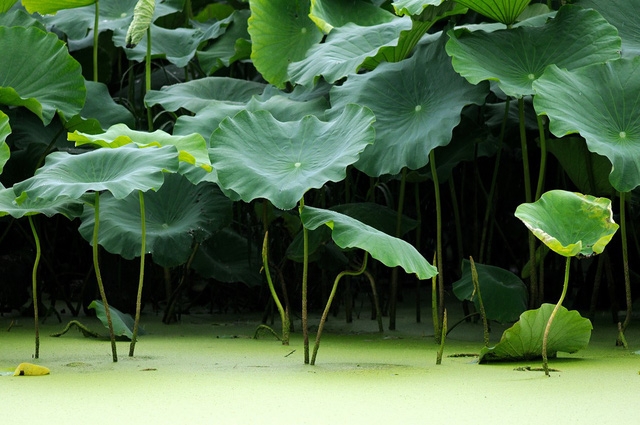 Giảm béo bằng lá sen: cẩn thận thêm bệnh - Ảnh 1.