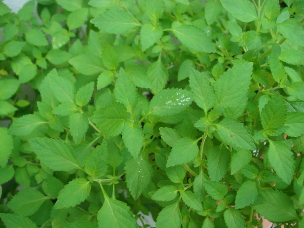 7 loại lá dân gian giúp trị dị ứng hiệu quả - Ảnh 3.