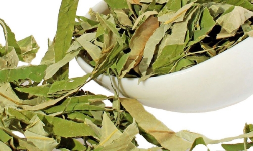 Giảm béo bằng lá sen: cẩn thận thêm bệnh
