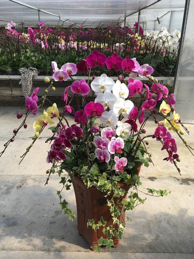 Cách chọn một chậu Lan Hồ Điệp tươi lâu để đón Tết - Ảnh 1.