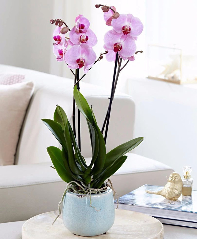 Cách chọn một chậu Lan Hồ Điệp tươi lâu để đón Tết - Ảnh 3.