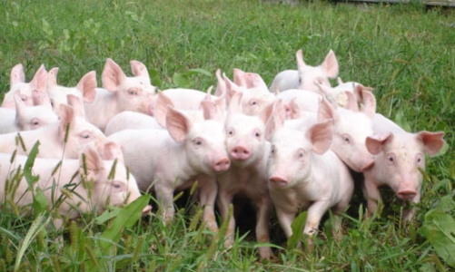Cảnh báo rủi ro xuất lợn thịt sang Trung Quốc