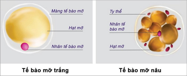 Mỡ nâu có thể giúp giảm các bệnh mãn tính - Ảnh 2.