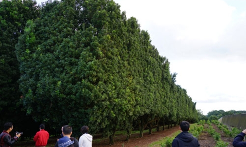 Đánh đố doanh nghiệp chuẩn hóa giống mắc-ca?