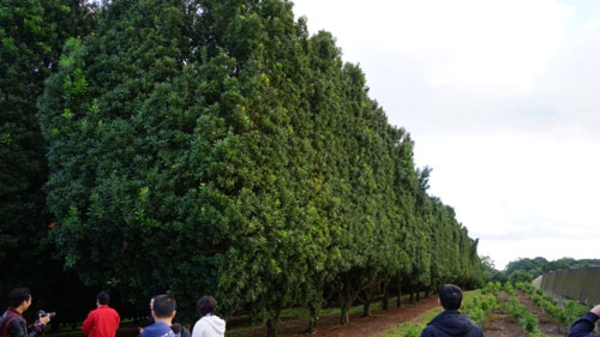 Đánh đố doanh nghiệp chuẩn hóa giống mắc-ca?