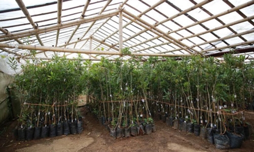 Bài toán thử sức bền với mắc-ca Việt Nam