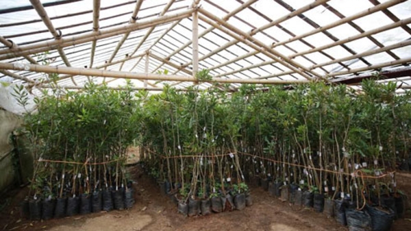 Bài toán thử sức bền với mắc-ca Việt Nam