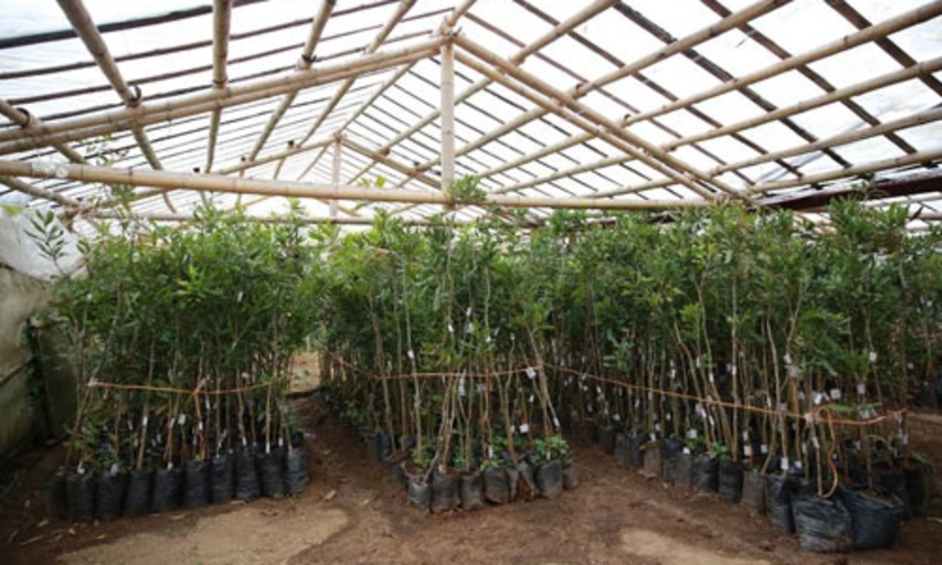Lô cây giống đầu tiên trong kế hoạch mục tiêu 5.000 ha của Công ty Cổ phần Mía đường Lam Sơn - Ảnh: Quang Thái.