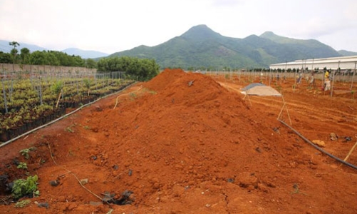 Làm mắc-ca ở Quảng Trị: “Cứ để mọi người băn khoăn”