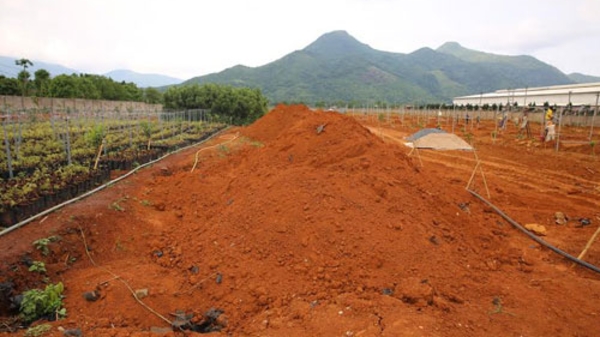 Làm mắc-ca ở Quảng Trị: “Cứ để mọi người băn khoăn”