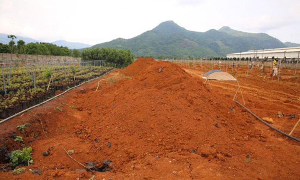 Một góc khu trại giống của công ty My Anh trên nền đất đỏ bazan tại Hướng Hóa (Quảng Trị) - Ảnh: Việt Hưng.