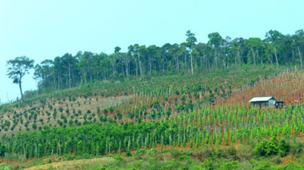 Phó thủ tướng yêu cầu sớm duyệt quy hoạch mắc-ca