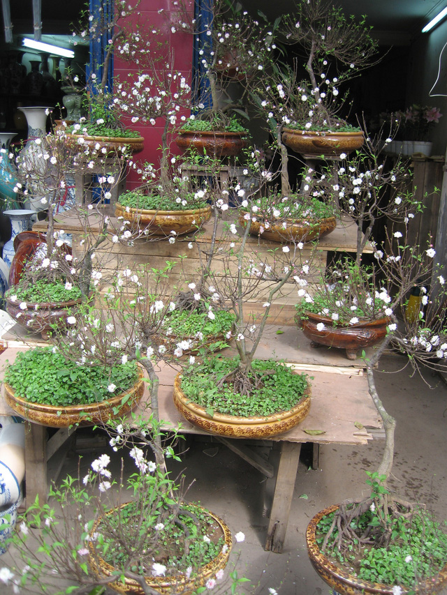 Một nhành mai trắng báo xuân sang… - Ảnh 3.