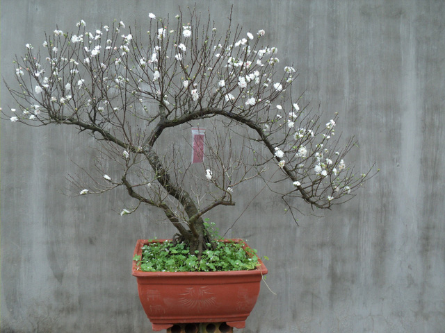 Một nhành mai trắng báo xuân sang… - Ảnh 1.