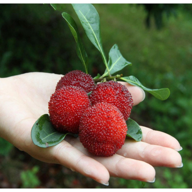 Thực hư về trái thanh mai và sinh vật lạ - Ảnh 2.