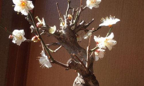 Một nhành mai trắng báo xuân sang…