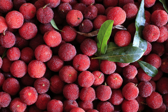 Thực hư về trái thanh mai và sinh vật lạ - Ảnh 3.