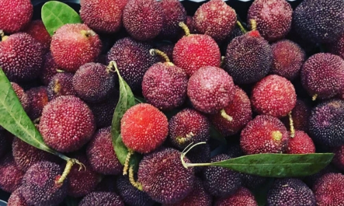 Thực hư về trái thanh mai và