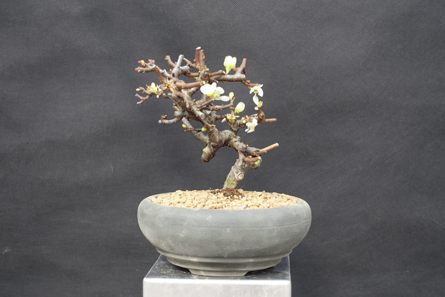 Một nhành mai trắng báo xuân sang… - Ảnh 2.