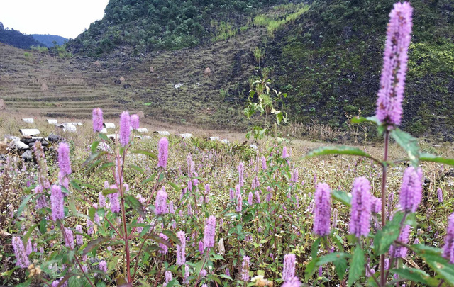 Vào mùa mật ong bạc hà, đề phòng mua phải hàng giả - Ảnh 1.