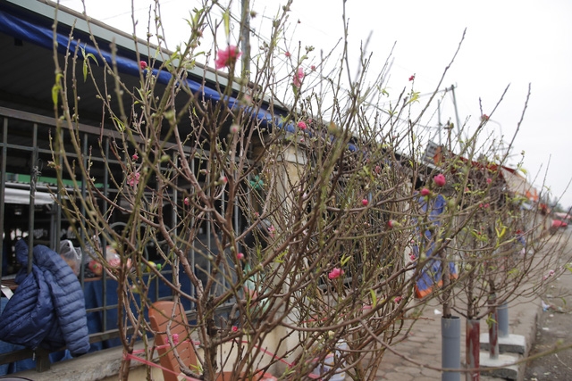 Phố đào Tết đã nhộn nhịp sắc Xuân - Ảnh 1.