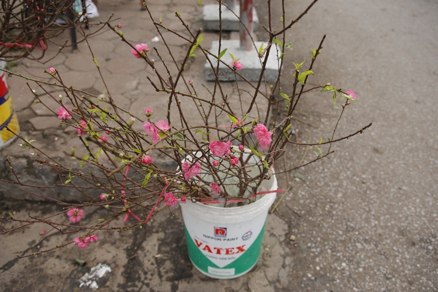 Phố đào Tết đã nhộn nhịp sắc Xuân - Ảnh 2.