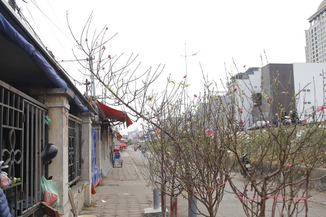 Phố đào Tết đã nhộn nhịp sắc Xuân - Ảnh 3.