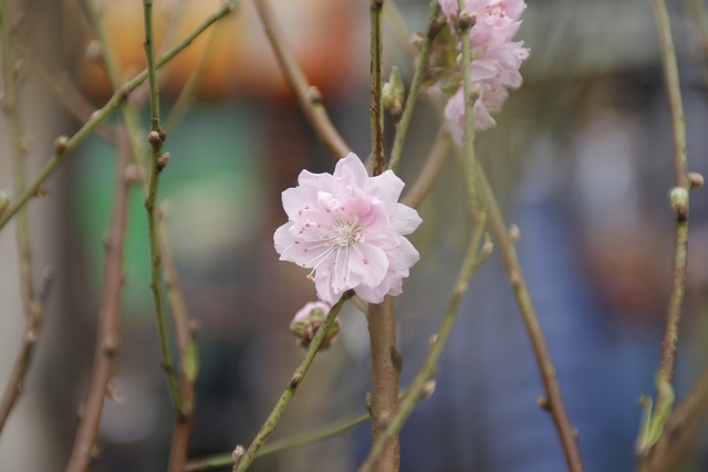 Phố đào Tết đã nhộn nhịp sắc Xuân - Ảnh 4.