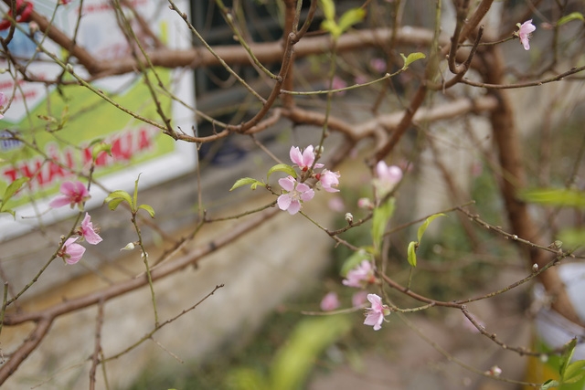 Phố đào Tết đã nhộn nhịp sắc Xuân - Ảnh 5.