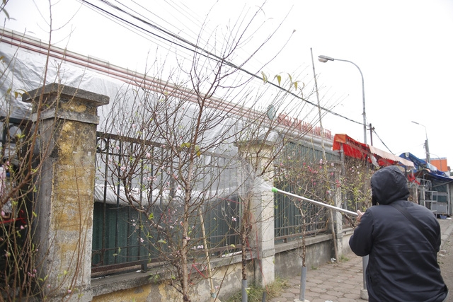 Phố đào Tết đã nhộn nhịp sắc Xuân - Ảnh 6.